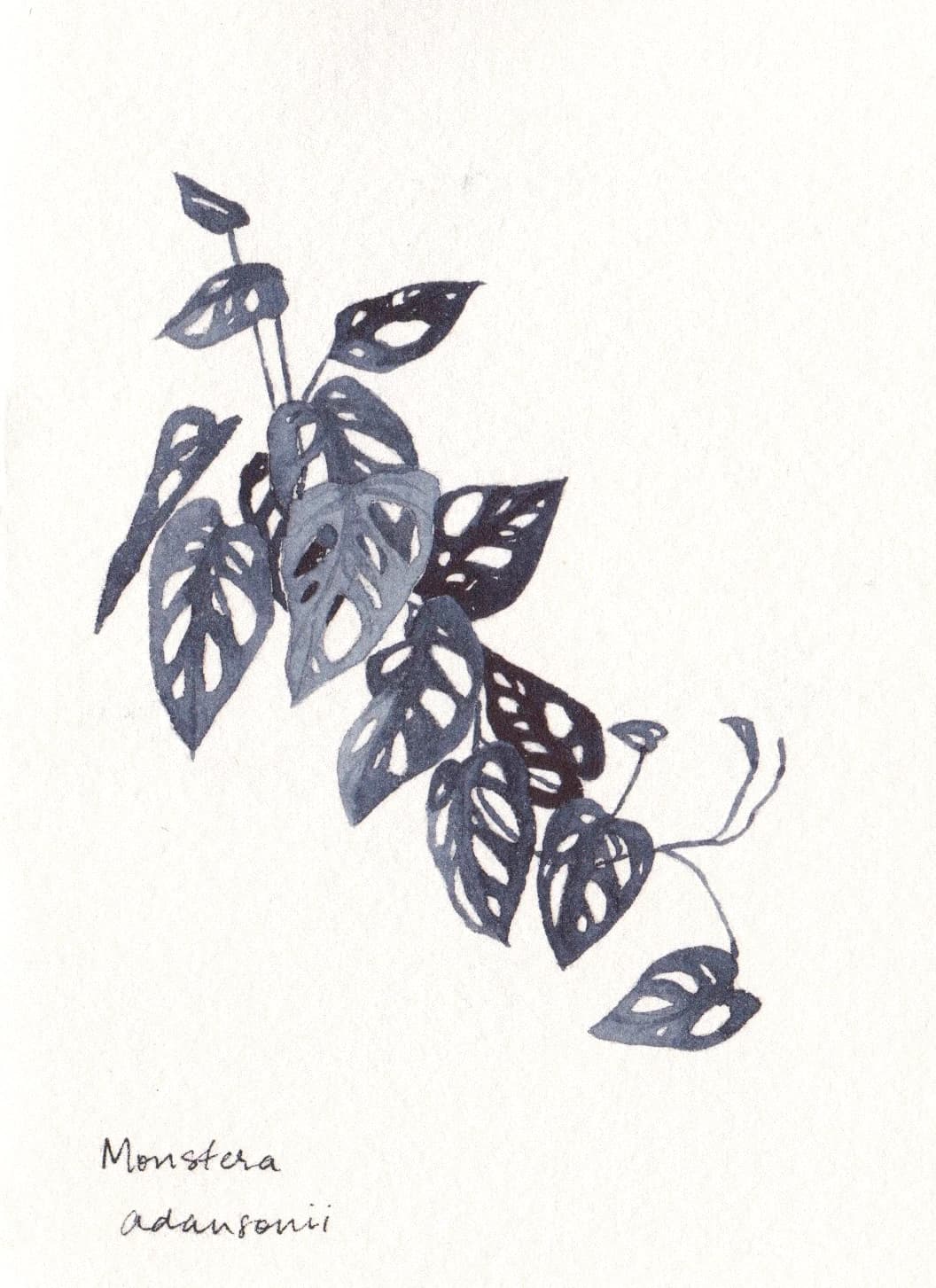 Blue Botanicals