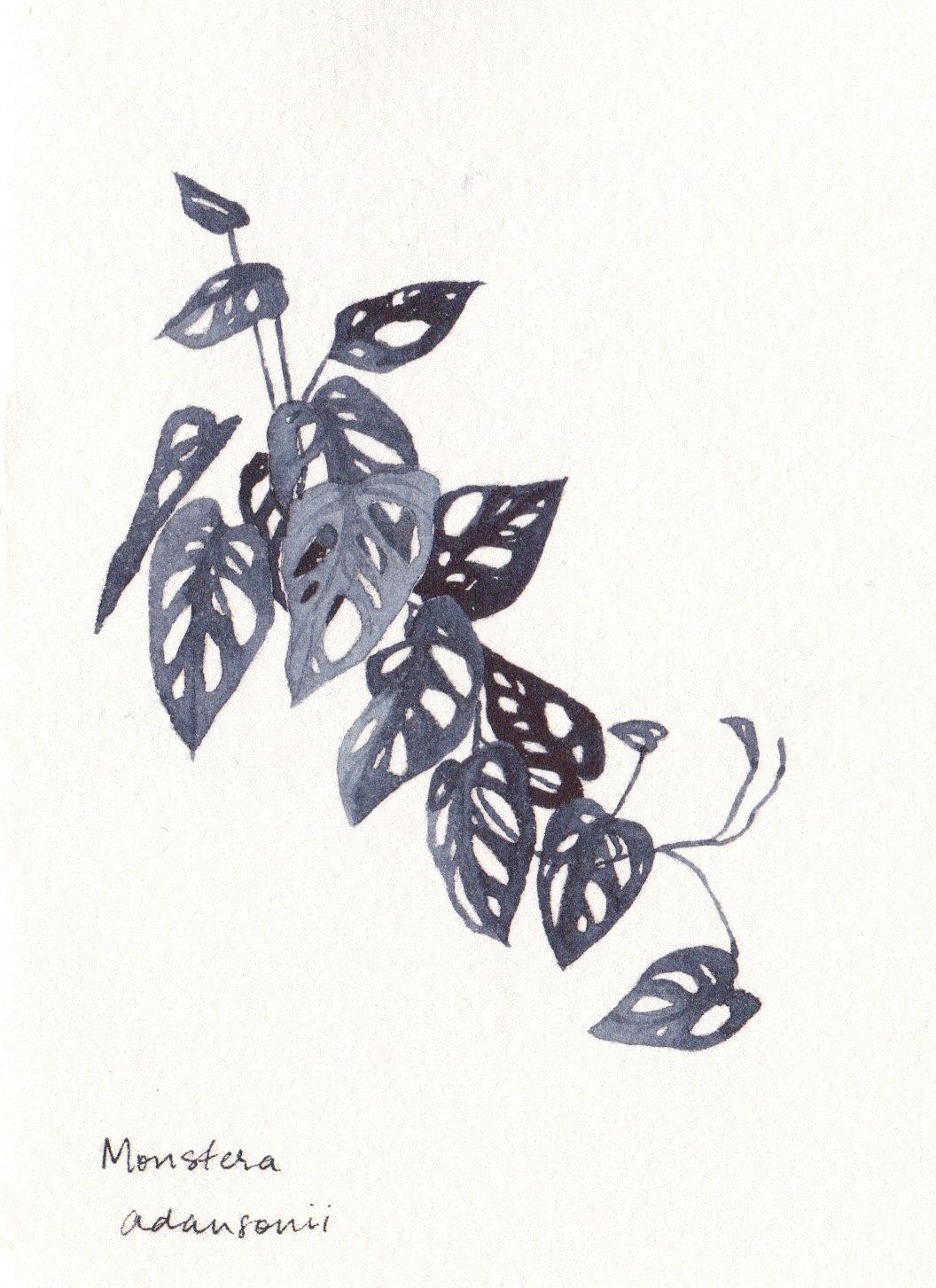 Blue Botanicals